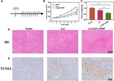 Drug delivery system for the extended-release of larotrectinib based on a biocompatible Fe-based metal-organic framework: synthesis, characterization, in vitro release properties and antitumor evaluation